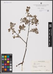 Foto von Salix aurita L.